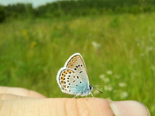 butterfly on flower