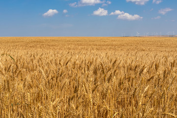 Scenery of wheat field and the blue, cloudy sky