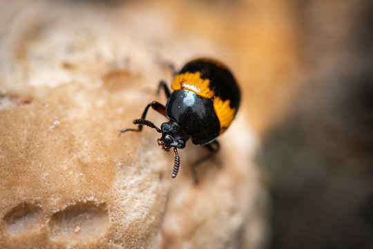 A Darkling beetle Diaperis boleti on a tree with fungus
