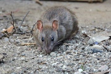 Brown rat (Rattus norvegicus)