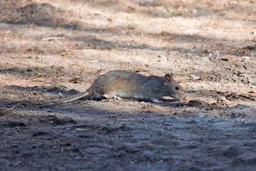 Brown rat (Rattus norvegicus)