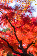 甘泉園公園の紅葉