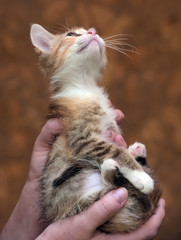 sad miserable homeless kitten in hands in shelter
