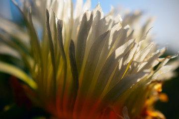 close up  or macro photo of white Gazania flower 