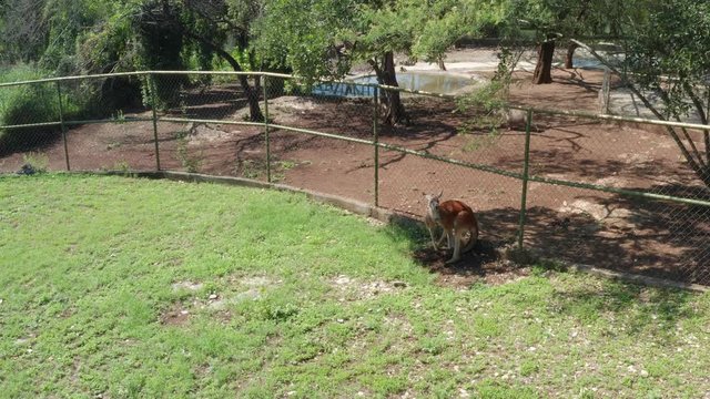 Aerial Kangaroo close up in a zoo