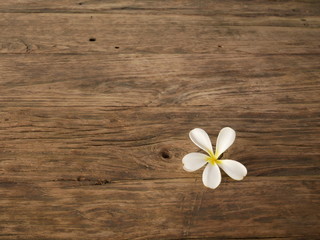 Fototapeta na wymiar white flower on wooden wall background