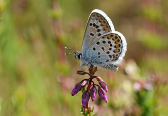 A pretty Silver-studded Blue Butterfly, Plebejus argus, perching on a heather flower.	