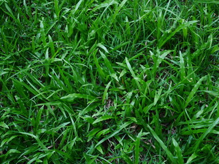 Obraz premium background of green grass