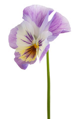 viola flower isolated