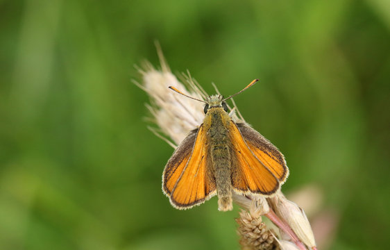 A stunning Small Skipper Butterfly, Thymelicus sylvestris, perched on a grass seed head.