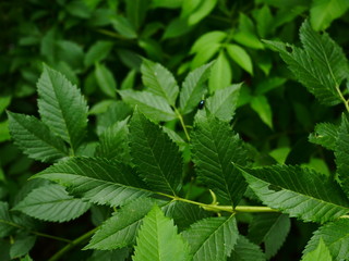 Fototapeta na wymiar green leaf background, nature plant morning light