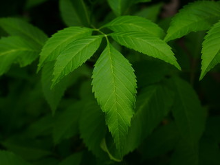 green leaf background, nature plant morning light
