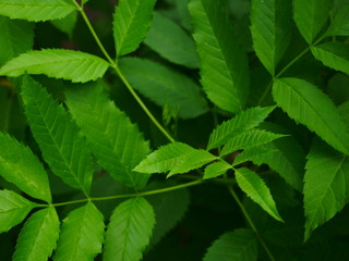 Fototapeta na wymiar green leaf background, nature plant morning light