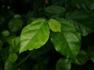 green leaf background, nature plant morning light
