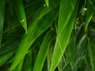 Fototapeta na wymiar close up bamboo leaf outdoor garden nature background