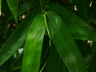 Obraz premium close up bamboo leaf outdoor garden nature background