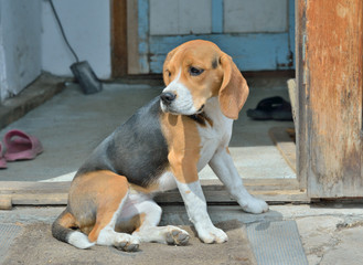 Dog beagle 7