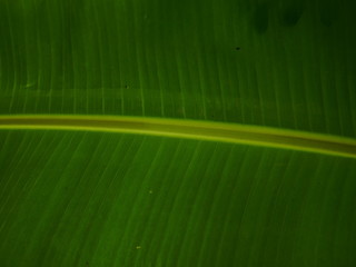 green banana leaf background