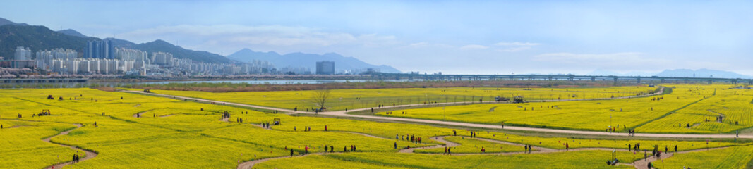Panorama view of big yellow rape flowers in Busan city South Korea.