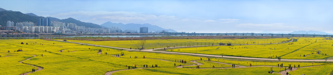 Fototapeta premium Panorama view of big yellow rape flowers in Busan city South Korea.