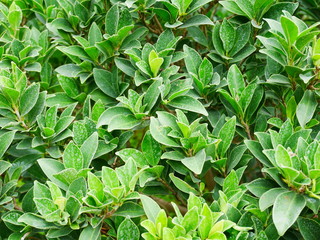 green leaf nature background