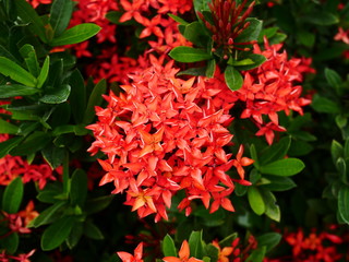 red flowers in the garden