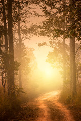 Vertical image of country road in forest in warm tone sunrise.