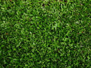 courtyard texture background, green grass field background