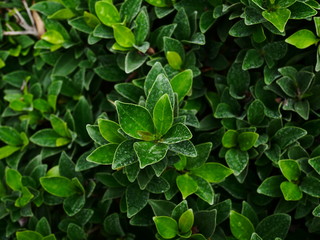 Fototapeta na wymiar green leaf nature background
