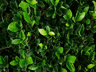 green plant nature background