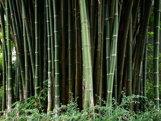 bamboo tree nature background