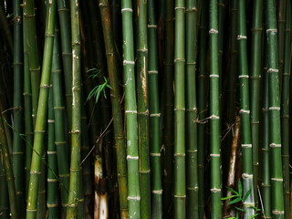 bamboo tree nature background