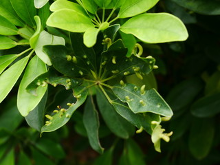 nature plant background, green leaf with drops of water