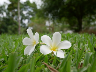 white flowers in garden nature background