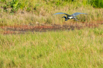 A tricolored heron takes flight in the wetlands located in Merritt Island National Wildlife Reserve.