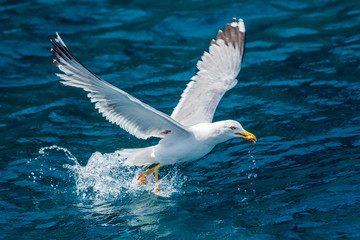 Fototapeta na wymiar Gull hunting down fish