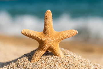 Starfish seashells on the sand by the sea on a sunny day