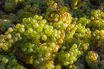 Raisin chenin