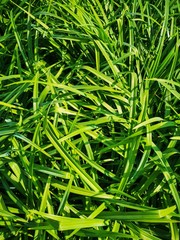 green grass with water drops
