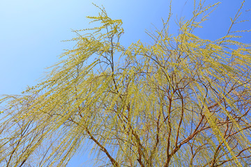 Willows
