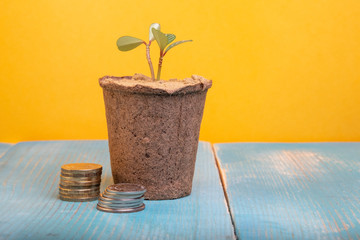 on a yellow background a pot with a potted plant and two stacks of coins