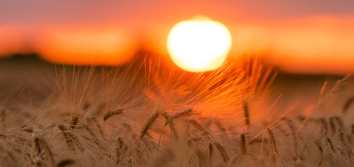 ripe ears of grain in the field at sunset