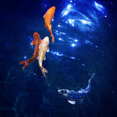 Obraz na płótnie Canvas Colorful japanese koi carps swim in pond close up, goldfishes dive in blue shining water, beautiful tropical golden fishes in sea under night moonlight, sparkling stars, magical fantastiс illustration