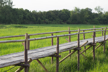 Fototapeta na wymiar Bamboo bridge with rice field background