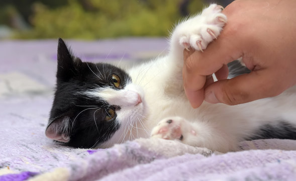 black and white domestic cat playing
