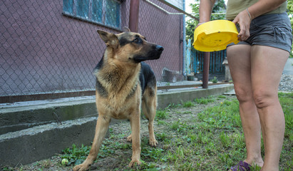 a woman gives to eat a beautiful big dog