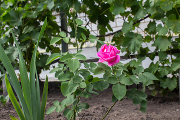 a beautuful garden rose in the garden