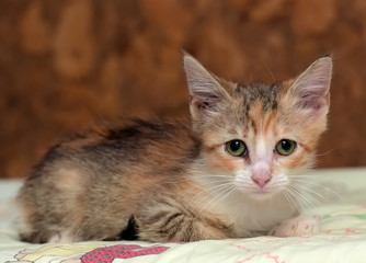 sad tricolor kitten in a shelter
