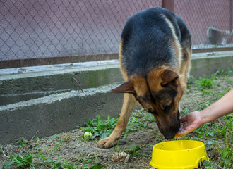 a woman gives to eat a beautiful big dog