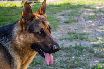 a beautiful german shepherd in the yard